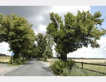 Landstraße mit einer Allee aus großen, dicht belaubten Bäumen am Straßenrand; daneben verlaufen ein Radweg und eine Wiese mit einem hölzernen Zaun im Hintergrund. Der Himmel ist bewölkt, mit einigen sonnigen Abschnitten.