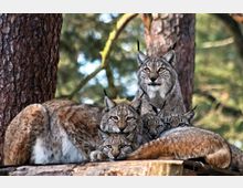 Eine Luchs-Mutter mit vier Jungtieren liegt auf einer Holzplattform im Wald. Im Hintergrund sind Bäume und unscharfe, grüne Vegetation zu sehen.