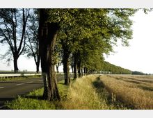 Eine Landstraße, gesäumt von einer Reihe hoher Bäume, führt an einem Feld mit hohem Gras und Getreide vorbei. Im Hintergrund ist eine offene, flache Landschaft unter klarem Himmel zu sehen.