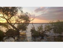 Seeufer mit zwei Bäumen im Wasser, die ihre Äste in verschiedene Richtungen ausstrecken. Im Hintergrund ist ein See unter einem farbenfrohen Himmel bei Sonnenuntergang zu sehen.