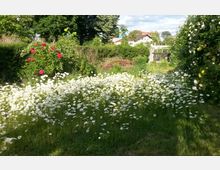 Ein Garten mit einer Wiese voller weißer Margeriten im Vordergrund, umgeben von Sträuchern und blühenden Rosen. Im Hintergrund sind grüne Bäume, Hecken sowie ein Holztor und vereinzelte Gebäude sichtbar.