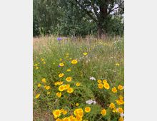Wiese mit gelben Blumen, violetten Kornblumen und weißen Blüten, umgeben von hohem Gras und einem großen Baum im Hintergrund.