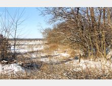 Schneebedeckte Landschaft mit kahlen Bäumen am rechten Bildrand und offenem Feld im Hintergrund unter blauem Himmel. Sträucher und Gräser dominieren den Vordergrund.