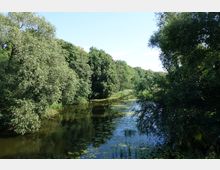 Flusslandschaft mit dicht bewachsenen Ufern aus Bäumen und Sträuchern, ruhigem Wasser und Seerosen sowie Schilf im Vordergrund unter einem klaren blauen Himmel.