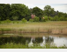 Eine ländliche Landschaft mit einem Teich im Vordergrund, umgeben von Schilf und Wiesen. Im Hintergrund befindet sich ein rotes Dach eines Hauses, verdeckt von dichten Bäumen und Sträuchern.