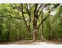 Eine Waldszene mit einem großen, alten Baum in der Mitte, dessen knorrige Äste sich weit ausbreiten. Der Boden ist mit trockenen Blättern bedeckt, und im Hintergrund sind weitere dicht stehende Bäume zu sehen.