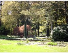 Parklandschaft mit einer grünen Wiese im Vordergrund, umgeben von hohen Bäumen und Sträuchern. Einige Bäume sind von Efeu bewachsen, und vereinzelte niedrige Pflanzen und Blumen bedecken den Boden.