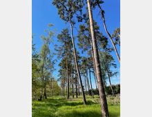 Kiefernwald mit hohen, schlanken Bäumen, umgeben von grünem Gras und vereinzelten Laubbäumen. Der Himmel ist klar und strahlend blau, was die offene und ruhige Naturkulisse unterstreicht.