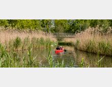 Eine Szene in der Natur mit einem roten Kajak, das von zwei Personen auf einem schmalen Fluss zwischen hohen Schilfrohren gepaddelt wird. Im Hintergrund spannt sich eine Hängebrücke über das Wasser, umgeben von dichtem Grün.