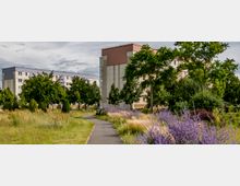 Mehrstöckige Wohnblöcke in einem parkähnlichen Wohngebiet, umgeben von Bäumen, blühenden Lavendelbeeten und einer schmalen asphaltierten Fußwegführung. Im Vordergrund dominieren Gräser und violette Blumen, während die Gebäude im Hintergrund beige und rot gefärbt sind.