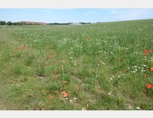Weite Wiese mit grünem Gras, übersät mit roten Mohnblumen und weißen Margeritenblüten. Im Hintergrund sind einige Bäume sowie ein großes Gebäude mit rotem Dach sichtbar, unter einem blauen, leicht bewölkten Himmel.