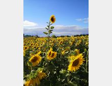 Ein weitläufiges Sonnenblumenfeld mit vielen blühenden, gelben Sonnenblumen, wobei eine besonders hoch aufragt. Im Hintergrund sind ein blauer Himmel mit Wolken sowie vereinzelt Gebäude und Bäume zu sehen.