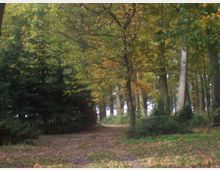 Ein Waldweg führt durch eine lichtdurchflutete Baumlandschaft mit Laubbäumen, die teils herbstlich verfärbte Blätter tragen, und immergrünen Nadelbäumen. Der Boden ist mit fallendem Laub bedeckt, und Büsche sowie dichtes Grün säumen den Weg.