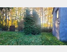 Gartenansicht mit einer hohen, dichten Konifere in der Mitte, umgeben von Herbstlaub. Im Hintergrund befindet sich ein Zaun vor einer Baumreihe, rechts im Bild eine Hauswand mit Fenster und Außenlampe.