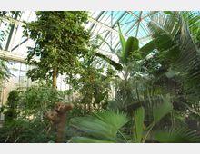 Ein Innenraum eines Gewächshauses mit einer Vielzahl tropischer Pflanzen wie Palmen und Bananenbäumen. Das Glasdach lässt viel Tageslicht hinein und bildet die Struktur des Gebäudes.