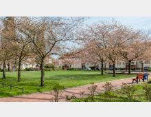Ein kleiner Park mit blühenden Kirschbäumen, einer grasbedeckten Fläche, einem gepflasterten Weg und einer roten Bank. Im Hintergrund sind Wohnhäuser und geparkte Autos zu sehen.