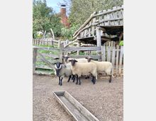 Eine Gruppe Schafe steht in einem eingezäunten Gehege mit Holzweiden und einem rustikalen Unterstand. Im Hintergrund sind grüne Bäume, ein Ziegeldach und ein Schornstein eines Gebäudes sichtbar.
