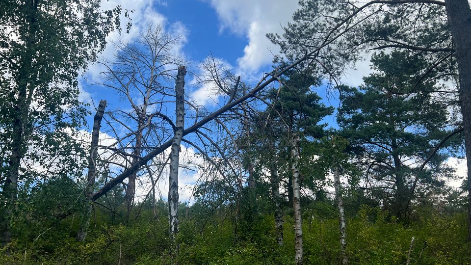 Waldrand mit dichtem Unterholz und schlanken Birkenstämmen, darüber hohe Kiefernkronen vor blauem Himmel mit Wolken. Ein umgestürzter Baum liegt schräg über mehrere Bäume und ragt in den oberen Bildbereich.