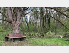 Großer Baum mit einer hölzernen Rundbank im unteren Bereich, umgeben von einer Grünfläche und dichtem, bewaldetem Hintergrunde mit hohen, teils mit Efeu bewachsenen Bäumen.