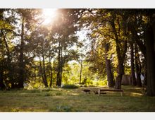 Wiese in einem lichten Wald mit Bäumen, durch die Sonnenlicht fällt. Im Vordergrund befinden sich eine Holzbank und eine kleine Feuerstelle.