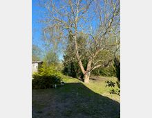 Ein Garten mit einem großen, unbelaubten Baum in der Mitte, umgeben von weiteren Sträuchern und Bäumen. Im Hintergrund ist ein angrenzendes Gebäude sichtbar, während der Boden größtenteils aus Gras mit einigen kahlen Stellen besteht.