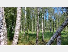 Birkenwald mit schlanken, weißen Baumstämmen und grüner Vegetation am Boden. Im Hintergrund sind dichte Laubkronen und blauer Himmel sichtbar.