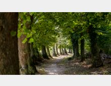 Ein schmaler, von Bäumen gesäumter Waldweg, umgeben von dichtem grünen Laub. Sonnenlicht fällt durch das Blätterdach und beleuchtet den unbefestigten Pfad leicht.