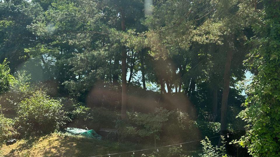 Blick in einen bewaldeten Gartenbereich mit hohen Kiefern und dichtem Unterholz; im Vordergrund wachsen Sträucher mit Blüten. Zwischen den Bäumen ist eine kleine offene Wiese zu sehen, im Hintergrund schimmert Wasser durch das Laub.