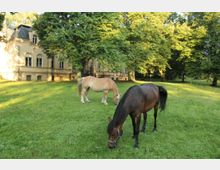 Zwei Pferde grasen auf einer grünen Wiese vor einem hellen, historischen Gebäude mit großen Fenstern und einem Mansardendach. Im Hintergrund sind hohe, dicht belaubte Bäume zu sehen.