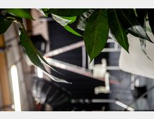 Nahaufnahme von großen grünen Blättern eines Zimmers in einem Innenraum mit unscharfem Hintergrund, der Scheinwerfer, Studiolampen und Elemente eines Fotostudios zeigt.