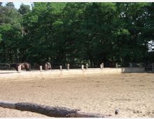 Ein eingezäunter Pferdeauslauf mit sandigem Boden, umgeben von hohen, dichten Bäumen. Im Hintergrund stehen mehrere Pferde an der Umzäunung.