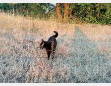 Eine schwarze Katze läuft durch eine sonnenbeschienene Wiese mit trockenem, gelblichen Gras, vor einem Hintergrund aus Bäumen mit grünem Laub.
