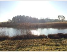 Ein kleiner See mit Schilfbewuchs am Ufer, umgeben von Wiesen und einer Baumreihe im Hintergrund. Die Sonne scheint hell, wodurch das Wasser glitzert, und der Himmel ist klar.
