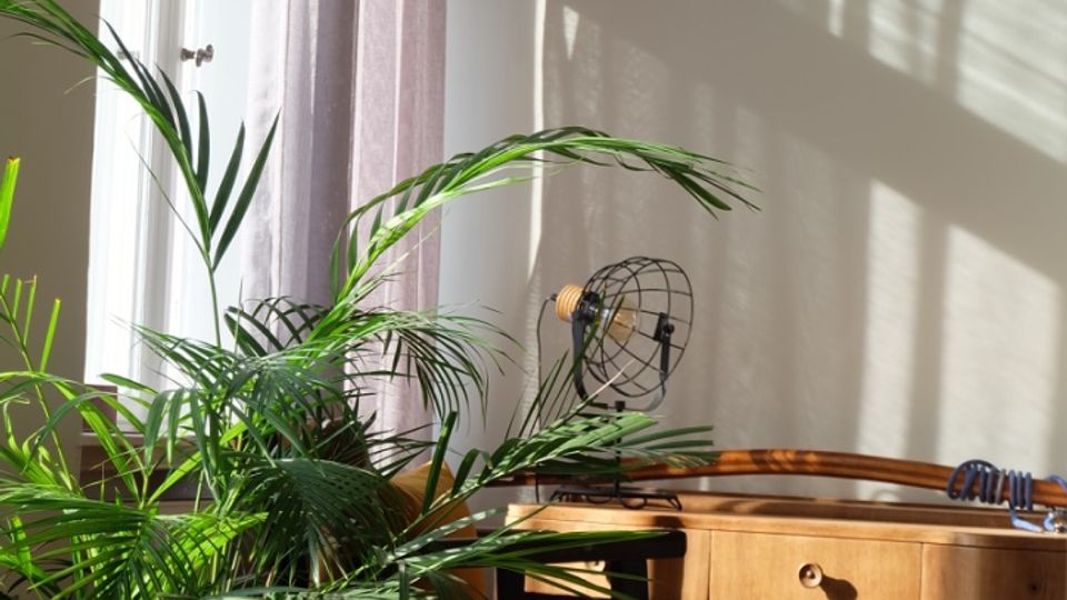 Heller Innenraum mit hohen Fenstern und halbtransparenten Vorhängen, durch die Sonnenlicht und Fensterschatten auf die helle Wand fallen. Vor dem Fenster stehen eine große Zimmerpflanze im Topf, ein dunkler Stuhl und ein niedriges Holzsideboard mit Schubladen und einer kleinen Tischlampe.