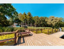 Holzsteg mit Geländer an einem Teich mit gelben Seerosen und Schilf, umgeben von Bäumen und Gebäuden im Hintergrund unter einem klaren blauen Himmel.