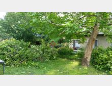 Gartenbereich mit einem Baum im Vordergrund, abgeschnittenen Ästen und grünem Laub auf dem Boden. Im Hintergrund ein graues Gebäude mit zwei Fenstern sowie weitere Büsche und Pflanzen.