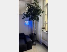 Ecke eines modernen Innenraums mit schwarzem Ledersofa, großem Topfbaum und einem blauen Neon-Wandschild. Rechts stehen hohe Fenster mit weißen Vorhängen und ein kleiner Tisch auf der Fensterbank.