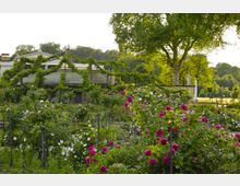 Ein gepflegter Rosengarten mit blühenden roten und weißen Rosen, umgeben von Rankhilfen und Hecken. Im Hintergrund steht ein Gebäude mit begrünten Pergolen, flankiert von hohen Bäumen und einer Statue auf einem Podest.