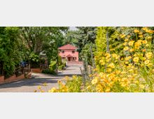 Eine schmale, asphaltierte Straße führt zu einem rosa Haus mit rotem Ziegeldach, umgeben von dichtem Grün und hohen Bäumen. Im Vordergrund blühende gelbe Blumen und Büsche, die die Szenerie einrahmen.