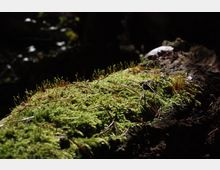 Ein umgestürzter Baumstamm im Wald, bedeckt mit dichtem grünem Moos und vereinzelten Nadeln, im hellen, punktuellen Sonnenlicht vor einem dunklen Hintergrund.