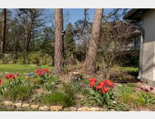 Ein Garten mit blühenden roten Tulpen, blauen und weißen Blumen in einem Beet, umgeben von Rasen und Bäumen. Im Hintergrund sind ein Holzzaun, weitere Bäume und ein Teil eines Gebäudes zu sehen.