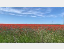 Weite Blumenwiese mit roten Mohnblumen und blauen Kornblumen, im Hintergrund mehrere Windräder und ein bewaldeter Horizont unter einem leicht bewölkten blauen Himmel.