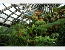 Tropisches Gewächshaus mit gläsernem Dach und Metallrahmen, gefüllt mit üppigen grünen Farnen und tropischen Pflanzen. Sonnenlicht fällt durch die Glasstruktur und beleuchtet das dichte Blattwerk.