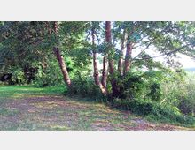 Wiese mit dichtem Bewuchs aus Bäumen und Sträuchern am Rand; im Hintergrund sind weitere Bäume und Büsche zu sehen. Der Boden ist teils mit Gras bedeckt, und das Sonnenlicht fällt durch die Baumkronen.