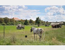 Wiese mit eingezäunten Pferden, darunter ein weiß geschecktes Pferd im Vordergrund. Im Hintergrund stehen ein Holzwagen, Bäume und ein Unterstand für weitere Pferde, darüber ein bewölkter Himmel.