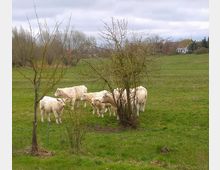 Eine Gruppe weißer Kühe steht auf einer grünen Wiese neben kleinen, blattlosen Büschen und Bäumen. Im Hintergrund sind weitere Wiesen, kahle Bäume und vereinzelte Gebäude zu sehen, unter einem bewölkten Himmel.