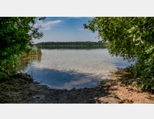 Ein ruhiger See mit klarem Wasser, umgeben von grünen Bäumen und Schilf am Ufer; im Hintergrund dichter Wald unter einem blauen Himmel.