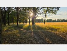 Schmaler Waldweg mit hohen Bäumen am Rand eines goldenen Feldes. Die tief stehende Sonne scheint durch die Baumkronen und wirft lange Schatten auf den Weg und das Gras.