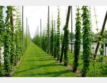 Reihen von Hopfenpflanzen wachsen an hohen Holzpfählen und gespannten Drähten, auf einer gepflegten, grünen Wiese. Im Hintergrund ist ein Zaun und eine Straße mit Fahrzeugen erkennbar.