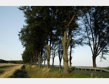 Baumallee entlang einer Landstraße mit Metallleitplanken, flankiert von einem Getreidefeld auf der linken Seite und Grasbewuchs am Straßenrand. Klare Sicht auf einen blauen Himmel im Hintergrund.